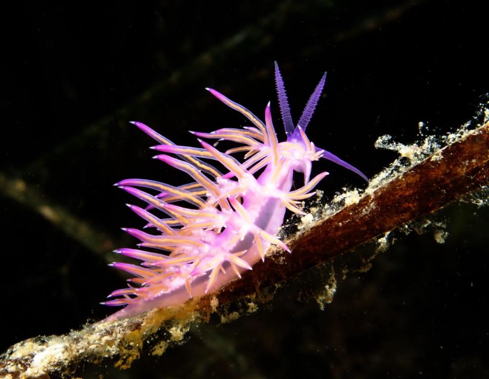 Flabellina affinis ed uova